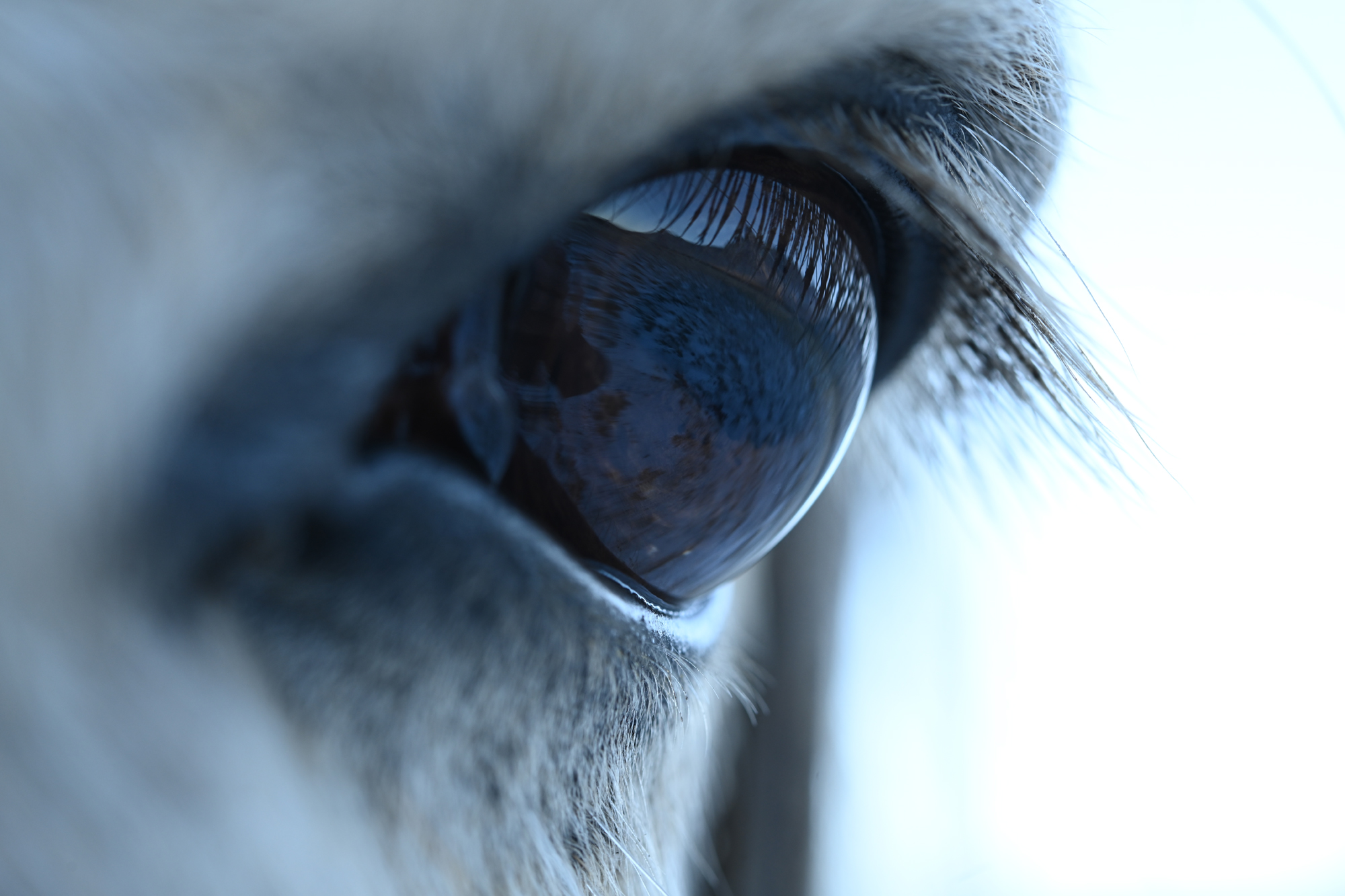 Z_7_31_KL_3438_A3 https://www.karacasulu.com/wp-content/uploads/2021/04/Z_7_31_KL_3438_A3.jpg