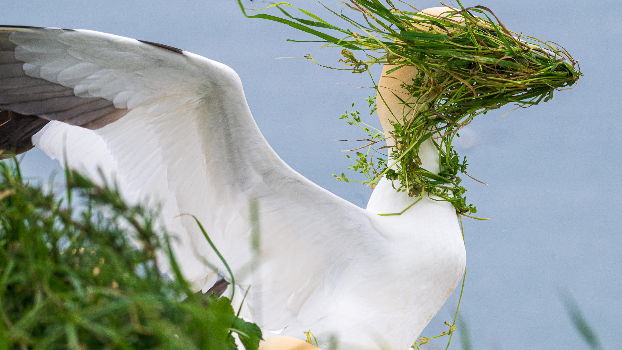 https://www.karacasulu.com/wp-content/uploads/Alison-Tuck_Now-which-direction-is-my-nest-scaled.jpg