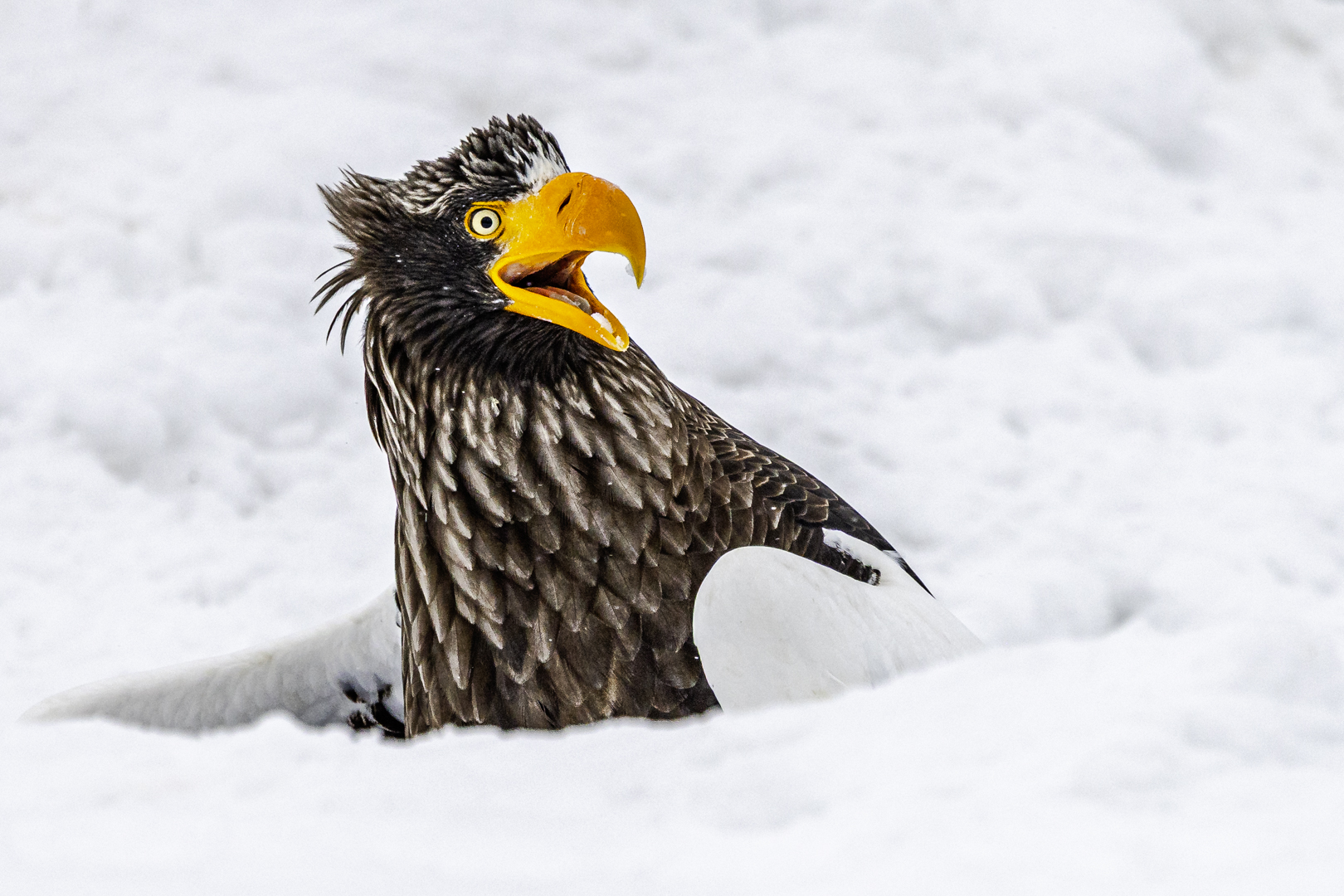 Annette-Kirby_Go-away The Comedy Wildlife Photography Awards 2025
Annette Kirby
Whyalla
Australia
Phone:
Title: Go away
Description: This was taken in Japan where I was observing a White-Tailed Sea Eagle putting their fish in a hole and protecting it. This one had a fish and saw another Eagle coming in to try and steal it.
Animal: White Tailed Sea Eagle
Location of shot: Hokkaido Japan