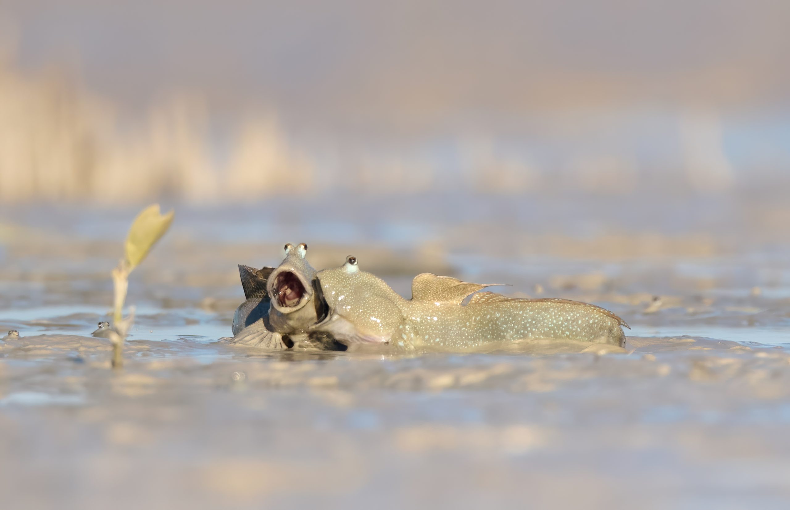 Emma-Parker_Laugh-like-no-one-is-watching The Comedy Wildlife Photography Awards 2025
Emma Parker
Pretty Beach
Australia
Title: Laugh like no-one is watching
Description: Two joyful mudskippers look they are having the best time in the mud - I just wish I knew what the joke was! Mud is fun
Animal: Blue Spotted Mudskipper
Location of shot: Western Australia