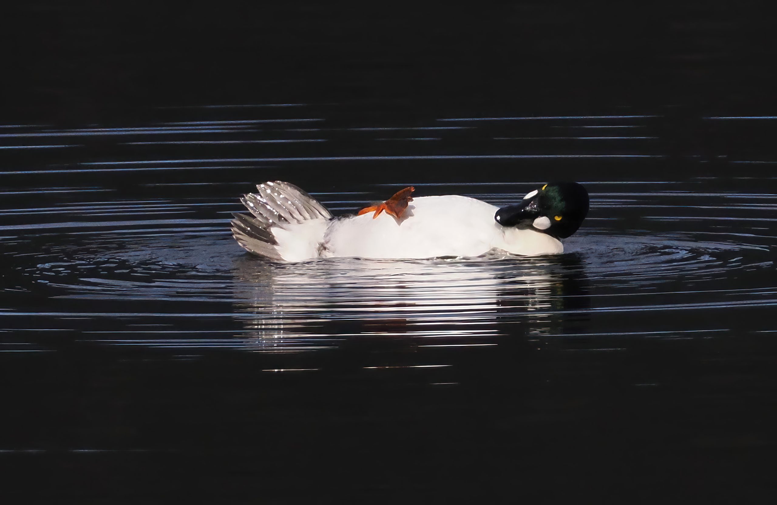 https://www.karacasulu.com/wp-content/uploads/John-Speirs_Its-tough-being-a-duck-scaled.jpg