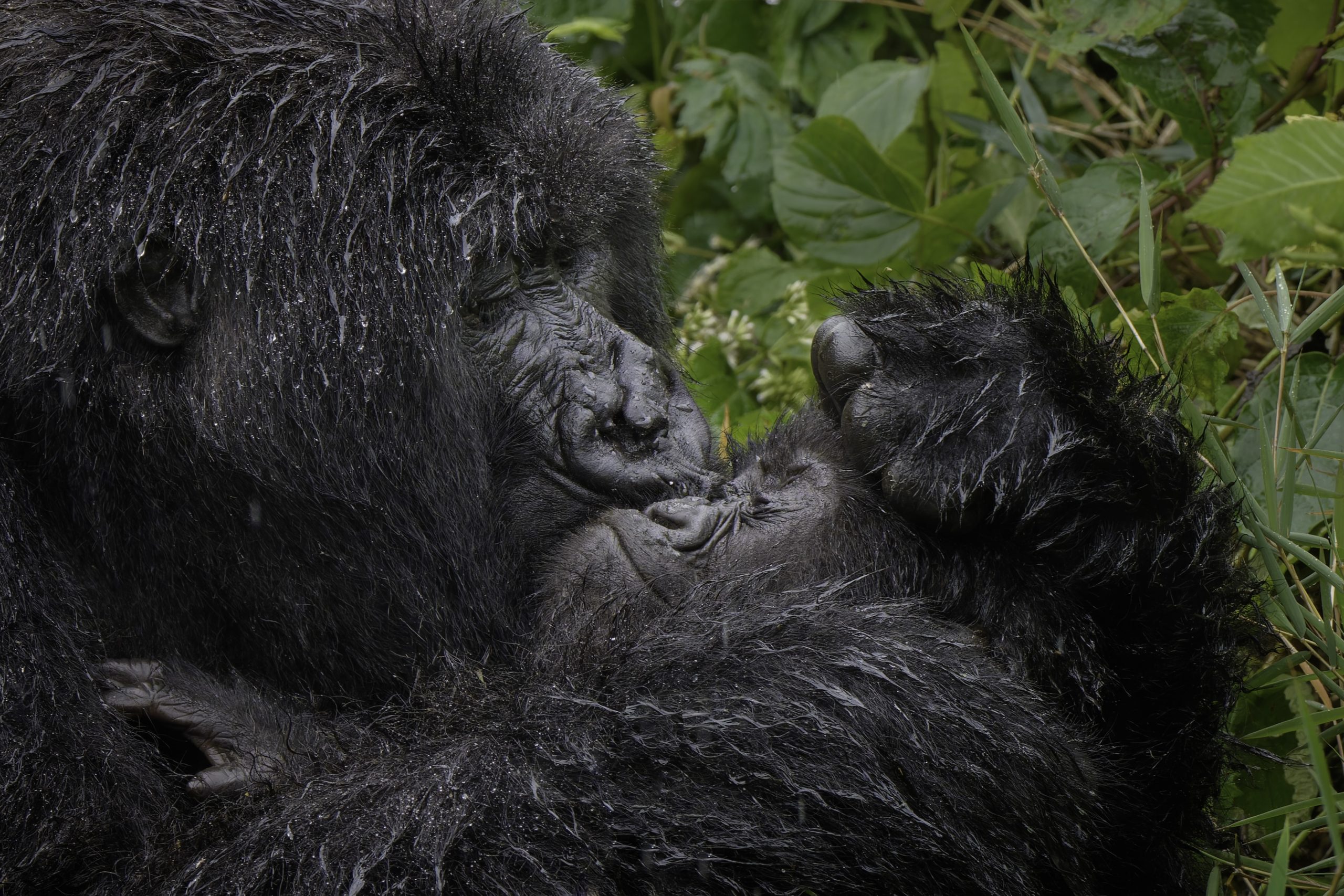 Mark-Meth-Cohn_Aaaaaww-Mum The Comedy Wildlife Photography Awards 2025
Mark Meth-Cohn
MILNTHORPE
United Kingdom
Title: Aaaaaww Mum!
Description: Caring Gorilla mum giving her infant a big sloppy kiss!
Animal: Gorilla
Location of shot: Rwanda