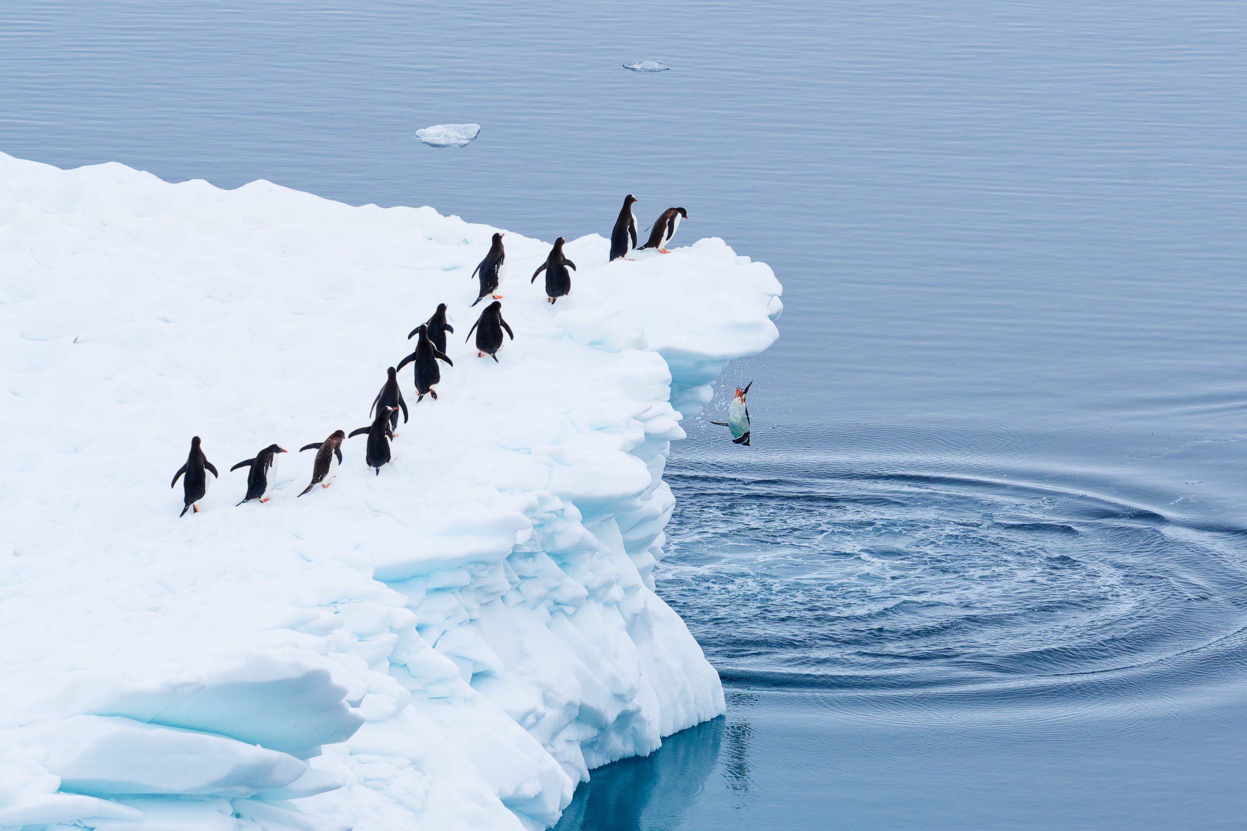 Martin-Schmid_Queueing-for-the-polar-plunge The Comedy Wildlife Photography Awards 2025
Martin Schmid
Vienna
Austria
Title: Queueing for the polar plunge
Description: A really spontaneous shot from an expedition ship in Antarctica. Those gentoo penguins seemed to orderly wait in queue to finally jump into the sea. Taken in January 2025.
Animal: Gentoo Penguins
Location of shot: Neumayer Channel, Antarctica